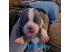 Reba's blue boy