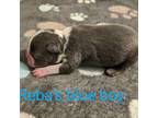 Boston Terrier Puppy for sale in Honea Path, SC, USA