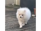 Pomeranian Puppy for sale in Madison Heights, MI, USA
