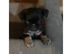 Pug Puppy for sale in Tracy, CA, USA