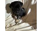 Pug Puppy for sale in Tracy, CA, USA