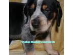 Bluetick Coonhound Puppy for sale in Puyallup, WA, USA