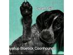 Bluetick Coonhound Puppy for sale in Puyallup, WA, USA