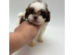 Shih Tzu Puppy for sale in Forney, TX, USA