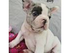 French Bulldog Puppy for sale in Seneca, MO, USA