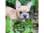 French Bulldog Puppy for sale in Seneca, MO, USA