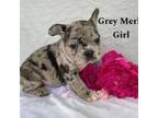Gray Merle Girl - purple