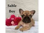 Sable boy - orange