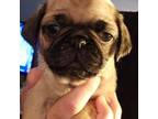 Pug Puppy for sale in New Madison, OH, USA