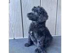 Mutt Puppy for sale in Kyle, TX, USA