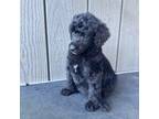 Mutt Puppy for sale in Kyle, TX, USA