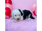 Mutt Puppy for sale in Thurmont, MD, USA