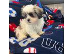 Zuchon Puppy for sale in Hartford, CT, USA