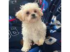 Shih-Poo Puppy for sale in Hartford, CT, USA