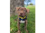 Adopt Tyler a Brindle Boxer dog in Berkeley Heights, NJ (38967184)