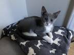 Adopt Gandalf a Gray or Blue (Mostly) Domestic Shorthair / Mixed cat in