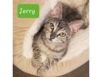 Adopt Jerry a Brown Tabby Domestic Shorthair cat in Richardson, TX (38691070)