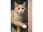 Adopt Magmar a Orange or Red Domestic Shorthair / Domestic Shorthair / Mixed cat