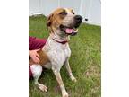 Adopt Spot a White Mixed Breed (Large) / Mixed dog in Brooksville, FL (38956912)