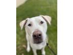 Adopt Oscar a Labrador Retriever dog in Berkeley Heights, NJ (38967229)
