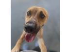 Adopt Pokey a Tan/Yellow/Fawn Labrador Retriever / Mixed dog in Baton Rouge