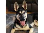Adopt Hansel a German Shepherd Dog dog in Berkeley Heights, NJ (38970265)
