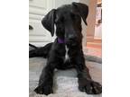 Adopt Vegas a Black Fox Terrier (Wirehaired) dog in Berkeley Heights