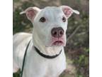 Adopt Xena a White - with Tan, Yellow or Fawn Mixed Breed (Large) / Mixed dog in