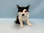 Adopt Ole a All Black Domestic Mediumhair / Domestic Shorthair / Mixed cat in