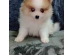 Pomeranian Puppy for sale in Davison, MI, USA