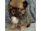 Pomeranian Puppy for sale in Davison, MI, USA