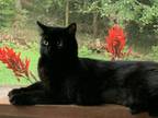 Adopt Lilly Anna a All Black Domestic Mediumhair / Mixed cat in Kennesaw