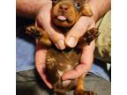 Dachshund Puppy for sale in Greenville, SC, USA