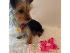 Yorkshire Terrier Puppy for sale in Schaumburg, IL, USA