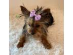 Yorkshire Terrier Puppy for sale in Schaumburg, IL, USA