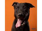 Adopt Dirk a Black Shepherd (Unknown Type) / Mixed dog in Kokomo, IN (38774291)