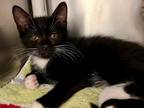 Adopt CARLTON a All Black Domestic Shorthair / Domestic Shorthair / Mixed cat in