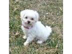 Bichon Frise Puppy for sale in Free Union, VA, USA