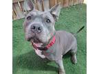 Adopt Sombra a Gray/Silver/Salt & Pepper - with Black Terrier (Unknown Type