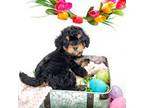 Mutt Puppy for sale in Redlands, CA, USA