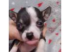 Rat Terrier Puppy for sale in Archer, FL, USA