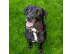 Adopt Deja a Black Labrador Retriever / Mixed dog in Evansville, IN (38918596)