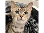 Adopt Tulip a Brown or Chocolate Domestic Shorthair / Mixed cat in Fairport