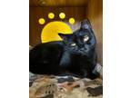 Adopt Penne a Domestic Shorthair / Mixed (short coat) cat in Hyde Park