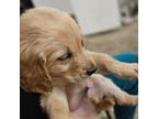 Golden Retriever Puppy for sale in Medford, OR, USA