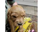 Golden Retriever Puppy for sale in Medford, OR, USA