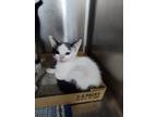 Adopt Pepper a Domestic Shorthair / Mixed (short coat) cat in Brownwood