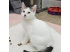 Adopt Rod Stewart a White Domestic Shorthair / Mixed cat in Bedford