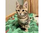 Adopt Dulcimer a Brown Tabby Domestic Mediumhair cat in Knoxville, TN (38689857)