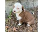 Australian Shepherd Puppy for sale in Free Soil, MI, USA